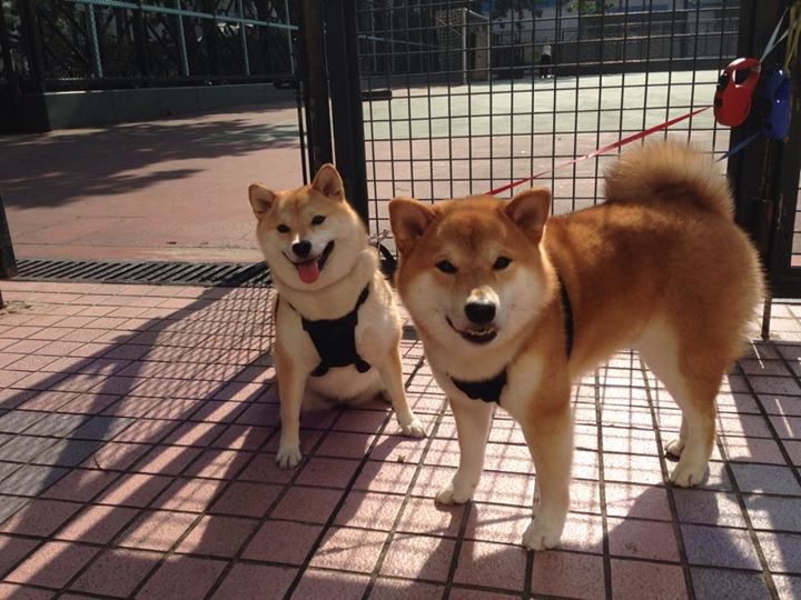 天山雪豹撕裂辽北虎,新疆队总决赛G4全面压制辽宁的背后