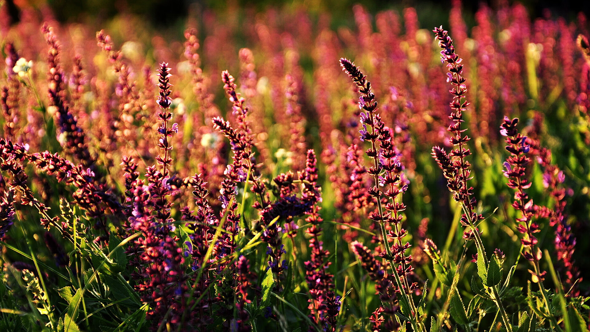 量子纠缠的赛场,当塔图姆的45分与山西队末节36-8高潮同时发生