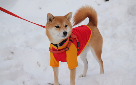 节奏的密码，哈登的世界杯掌控艺术与中美篮球的时间差