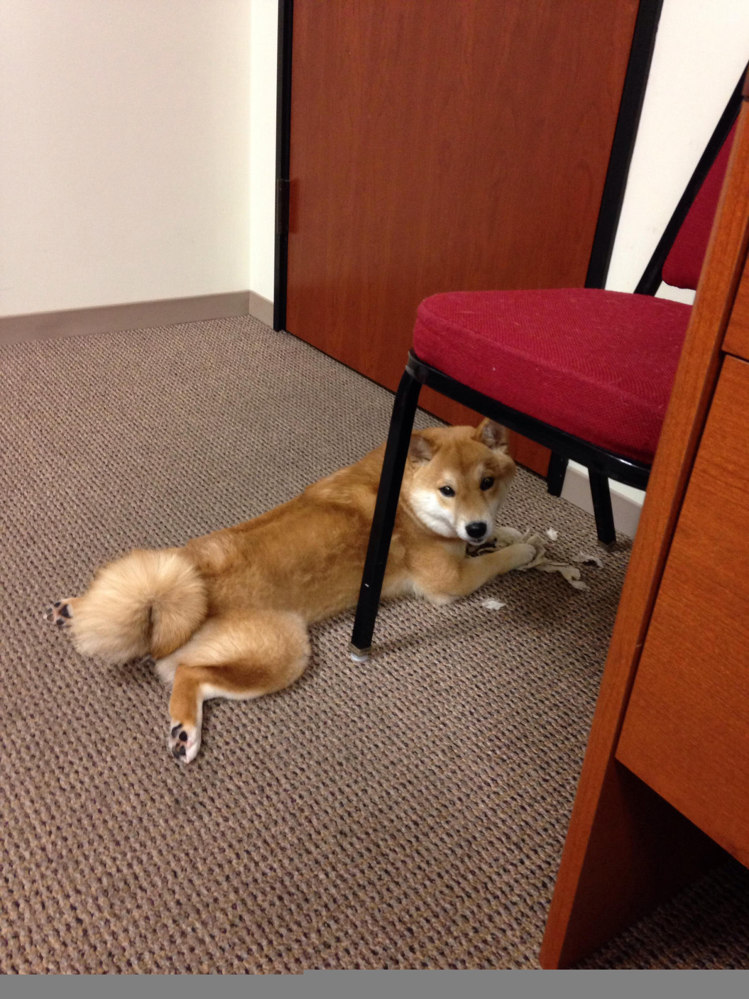 烟火与钢铁森林，奥利维耶的绝杀，一场属于乌克兰的足球闪电战