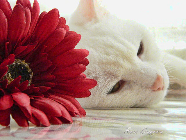 绿茵关键节点与地缘棋局，从莱万的制胜一击到那不勒斯的战略碾压