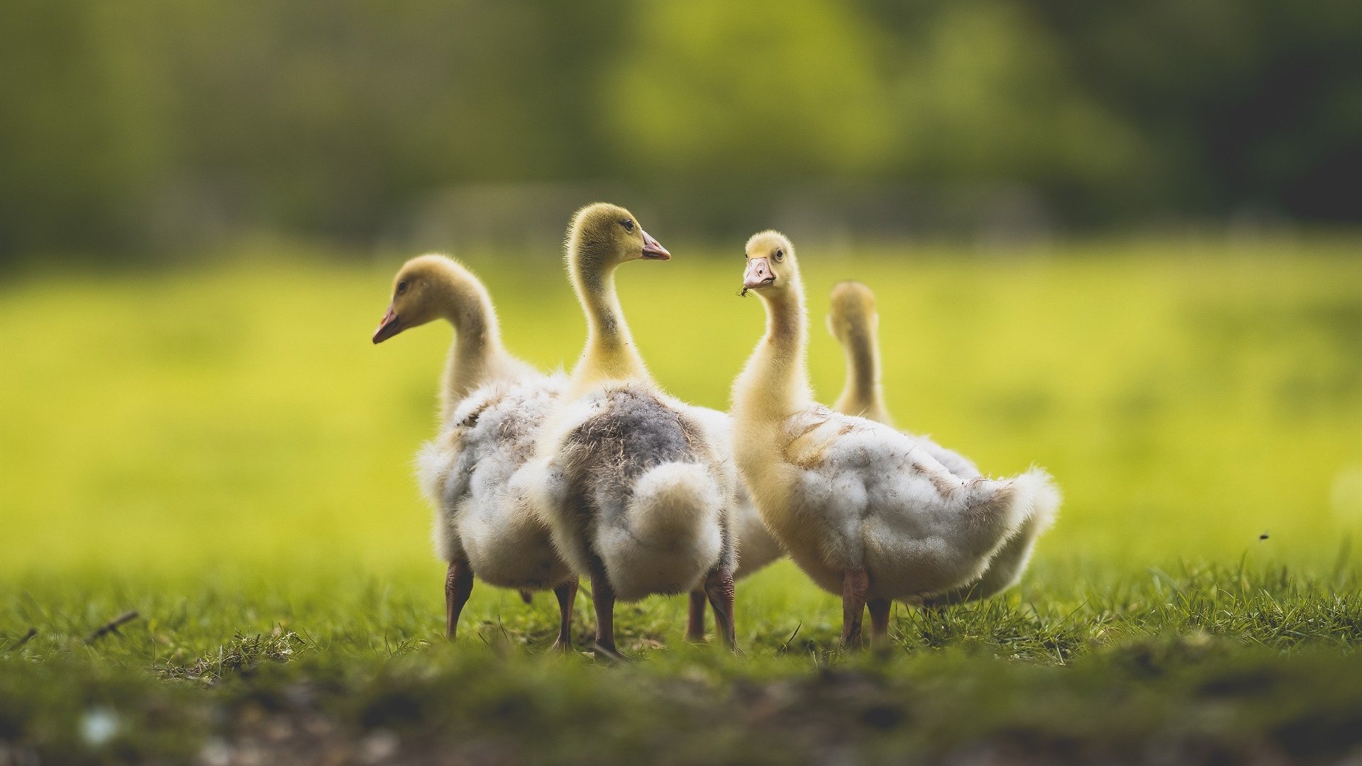 范弗利特独掌乾坤,步行者碾碎独行侠不败神话