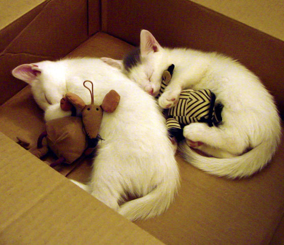 爆冷!勒沃库森完美战术击溃皇马,格纳布里上演关键先生帽子戏法