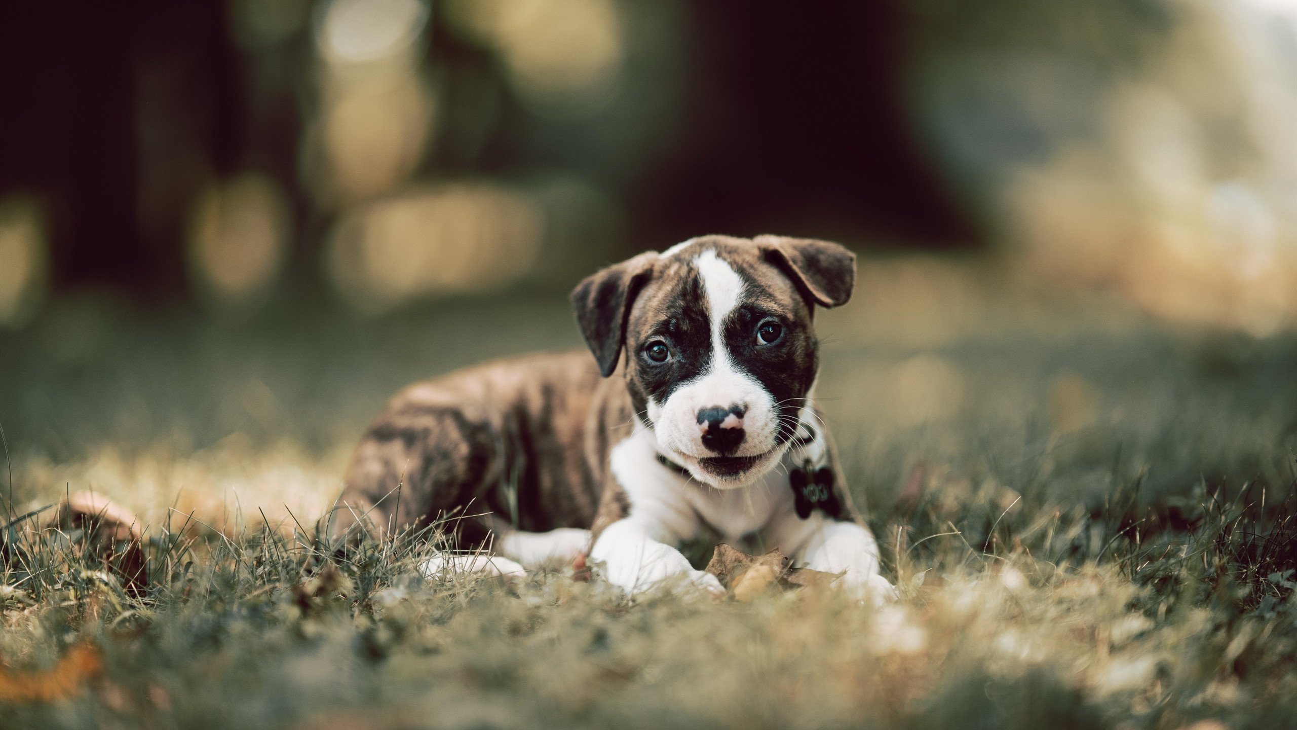 史诗对决，克罗地亚绝境翻盘！格纳布里一锤定音决胜局