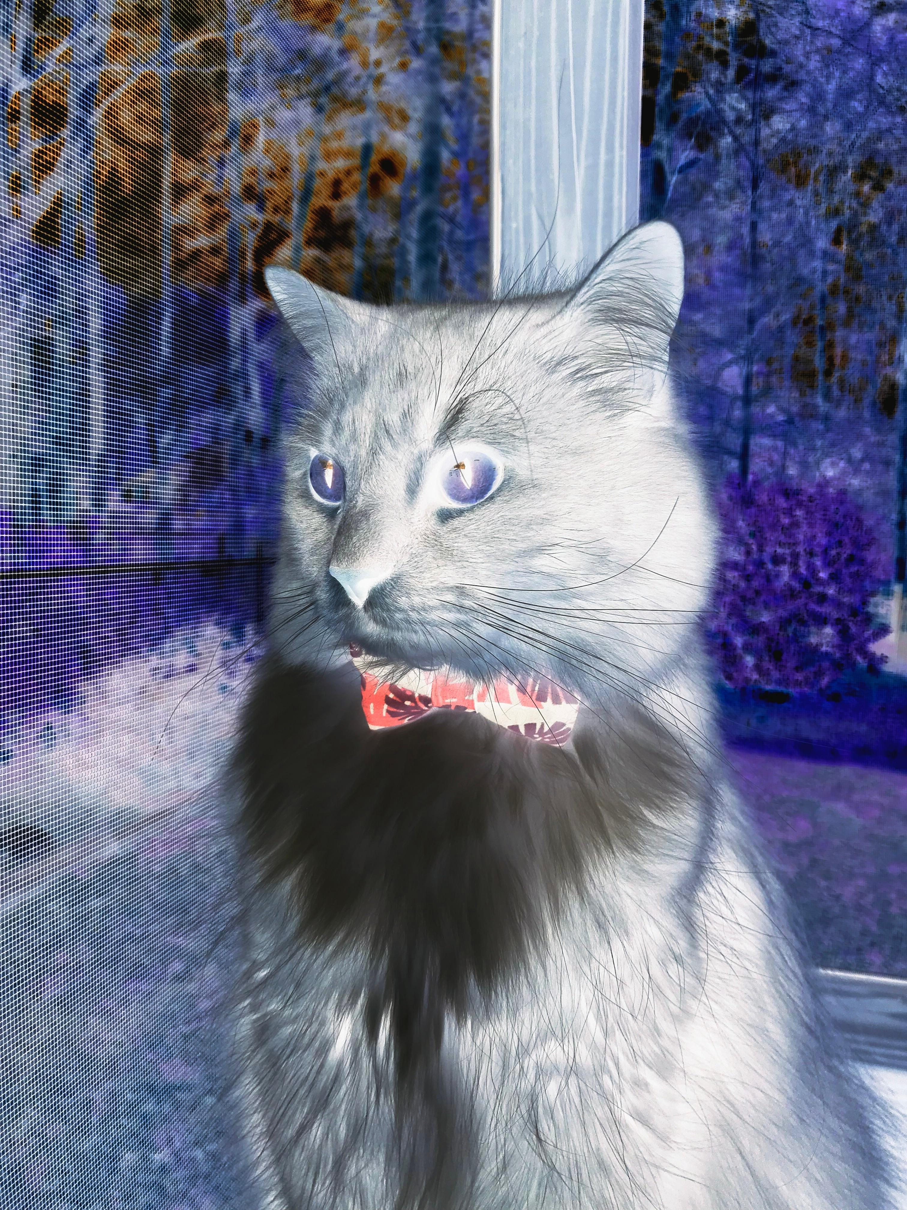 绝境怒放,利拉德时间,与开拓者那场独一无二的唯一性之战