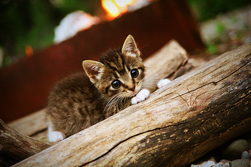 当铁壁防线遭遇天才利刃,浙江队的防守哲学与杰伦·格林的无解答案