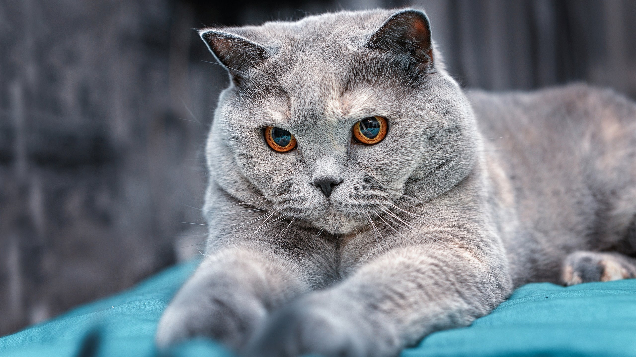 美加墨风云，国王在北境边境上演绝地翻盘