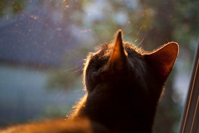 绿鹰之爪与红军铁闸，当阿尔及利亚之魂缠斗曼城蓝月