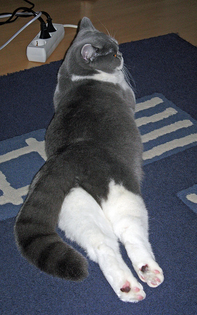 渺渺凡躯,扛鼎而行,蒂亚戈与加拿大足球的孤勇一瞬