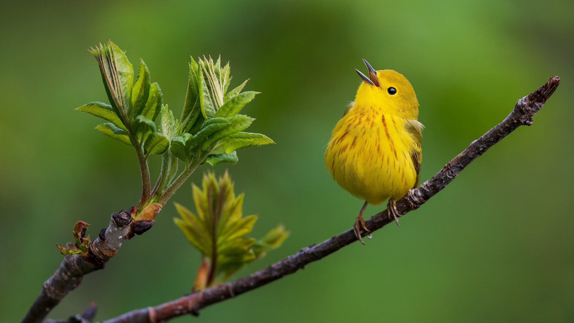 渺渺凡躯,扛鼎而行,蒂亚戈与加拿大足球的孤勇一瞬