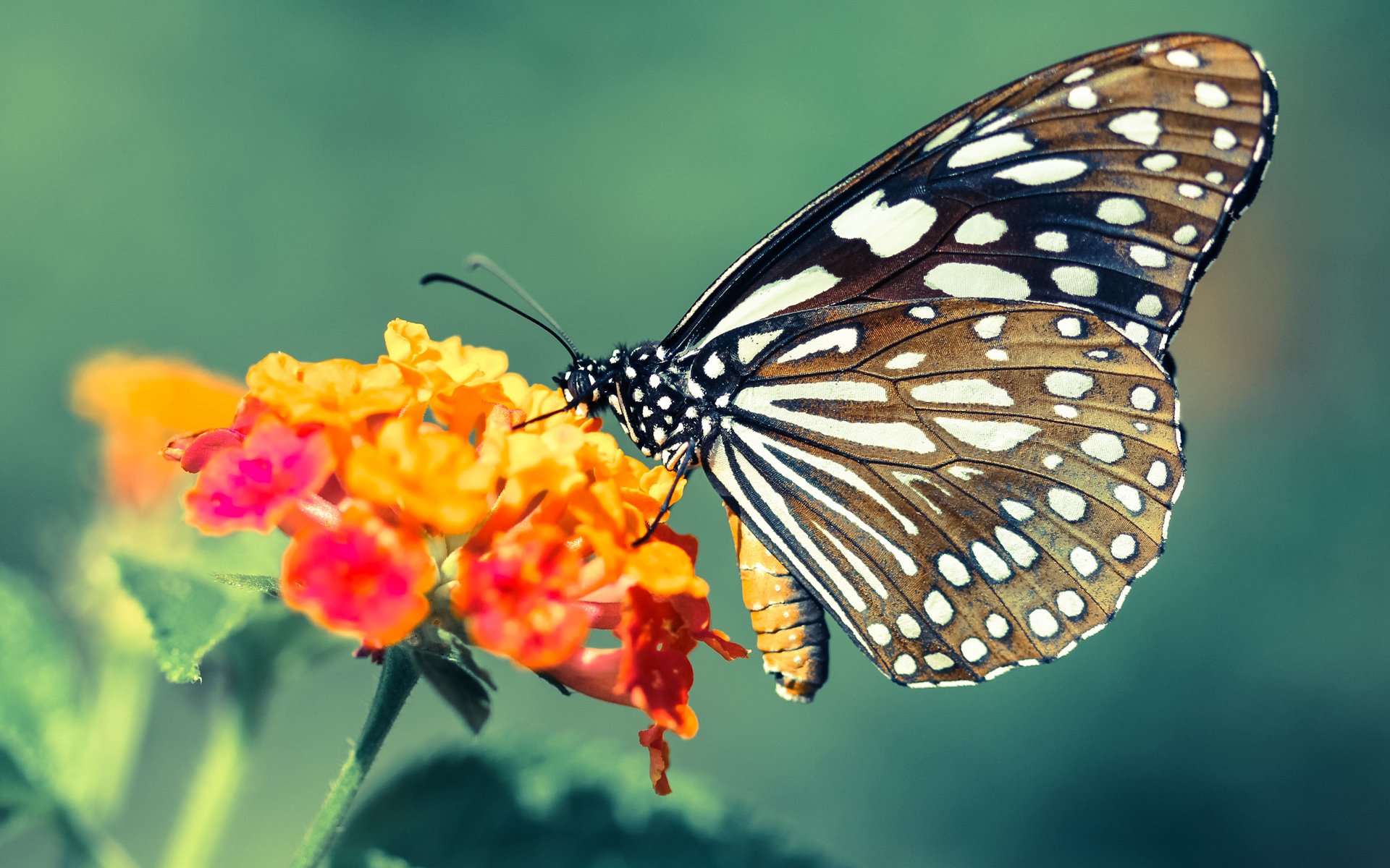 戈麦斯一锤定音!秘鲁逆境突围乌克兰,焦点战彰显英雄本色