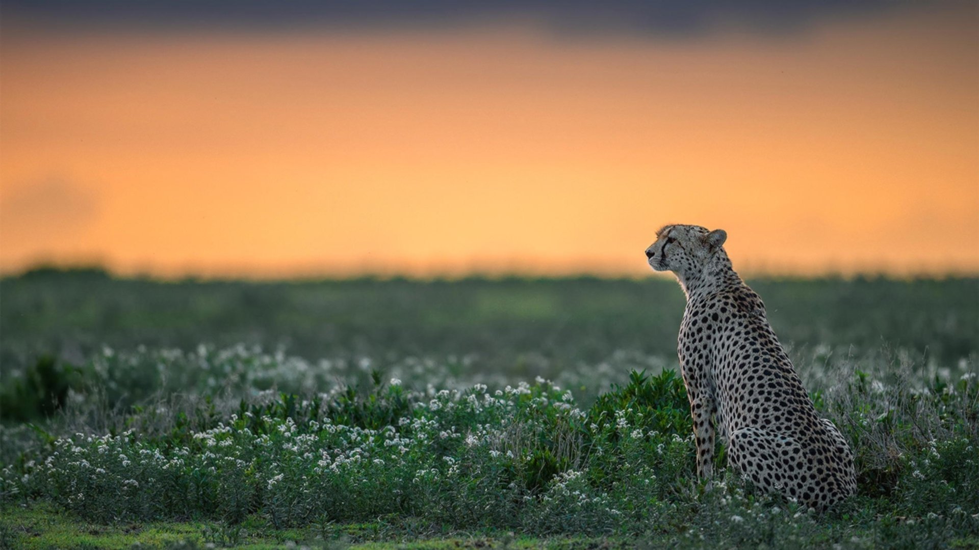 掌控力，拜仁与勒沃库森的德甲之争，马刺的战术启示