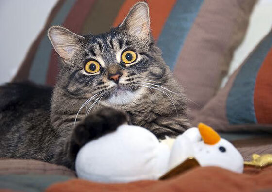 罗马之巅，无名之辈阿尔瓦雷斯的封神之夜