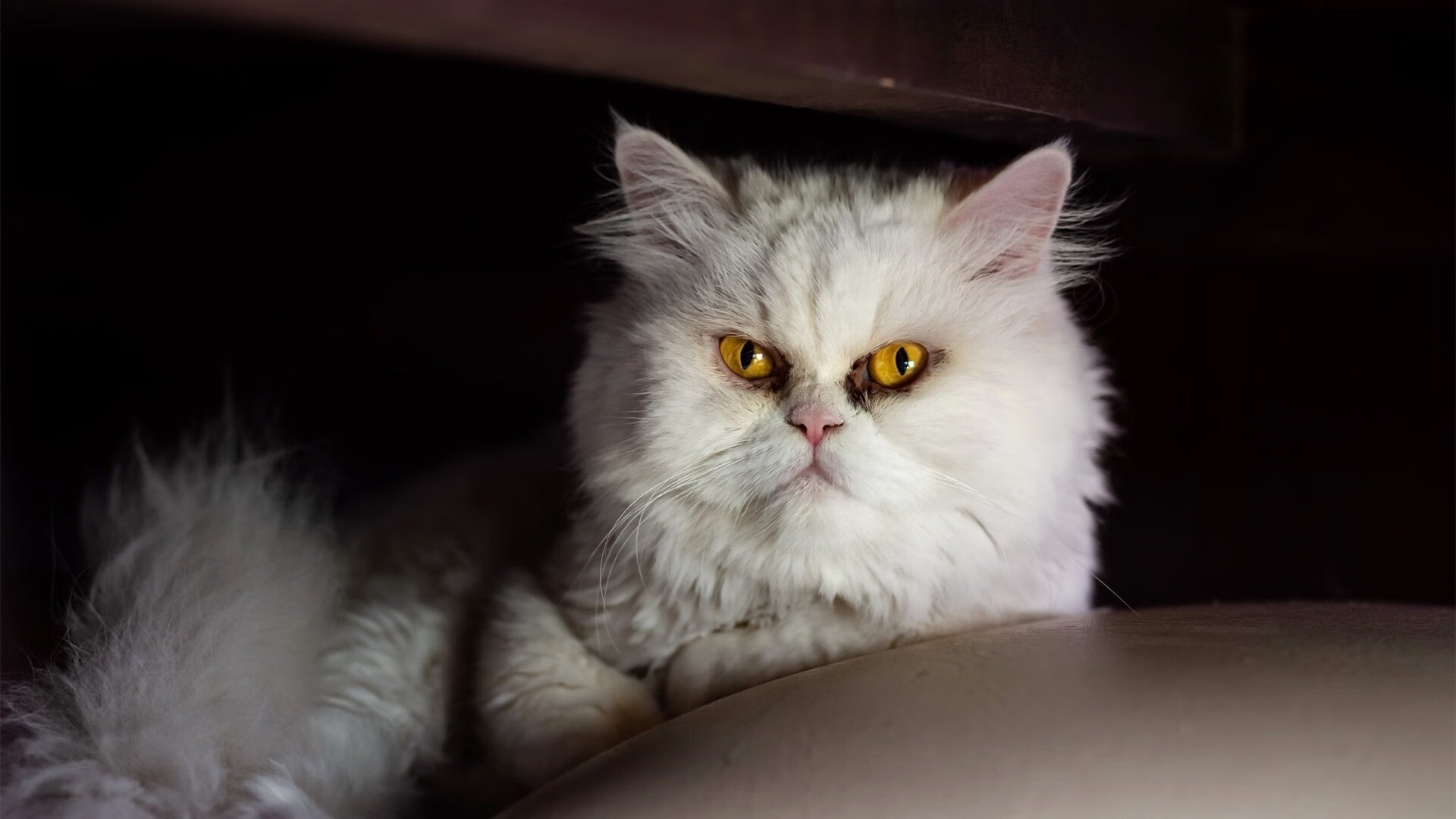 上海队爆冷爵士!爱德华兹成关键先生打破次元壁