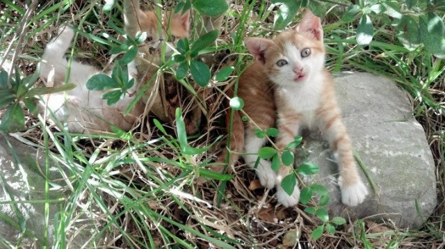 绿茵场上的NBA时刻，曼城连续得分压制那不勒斯，迪巴拉式接管在总决赛闪耀