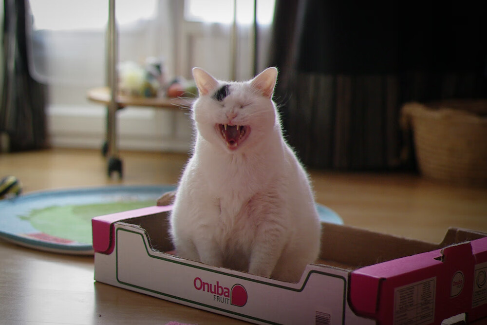 开云体育入口-关键先生詹姆斯，鹈鹕击败爵士的背后英雄